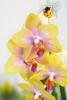 Clips für Orchideen, 6 Stück im Blisterpack, Marienkäfer handbemalt