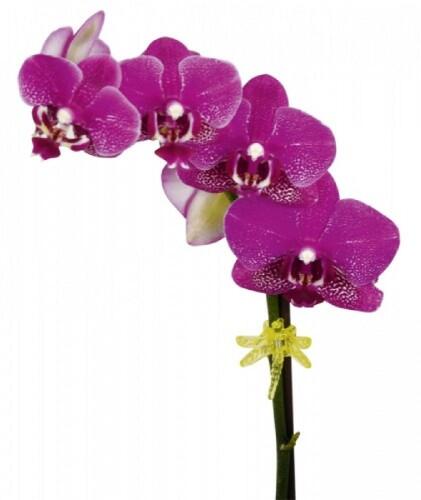 Clips für Orchideen, 6 Stück im Blisterpack, Libelle gemischt bunt